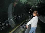 At the Aquarium of the Bay, San Francisco